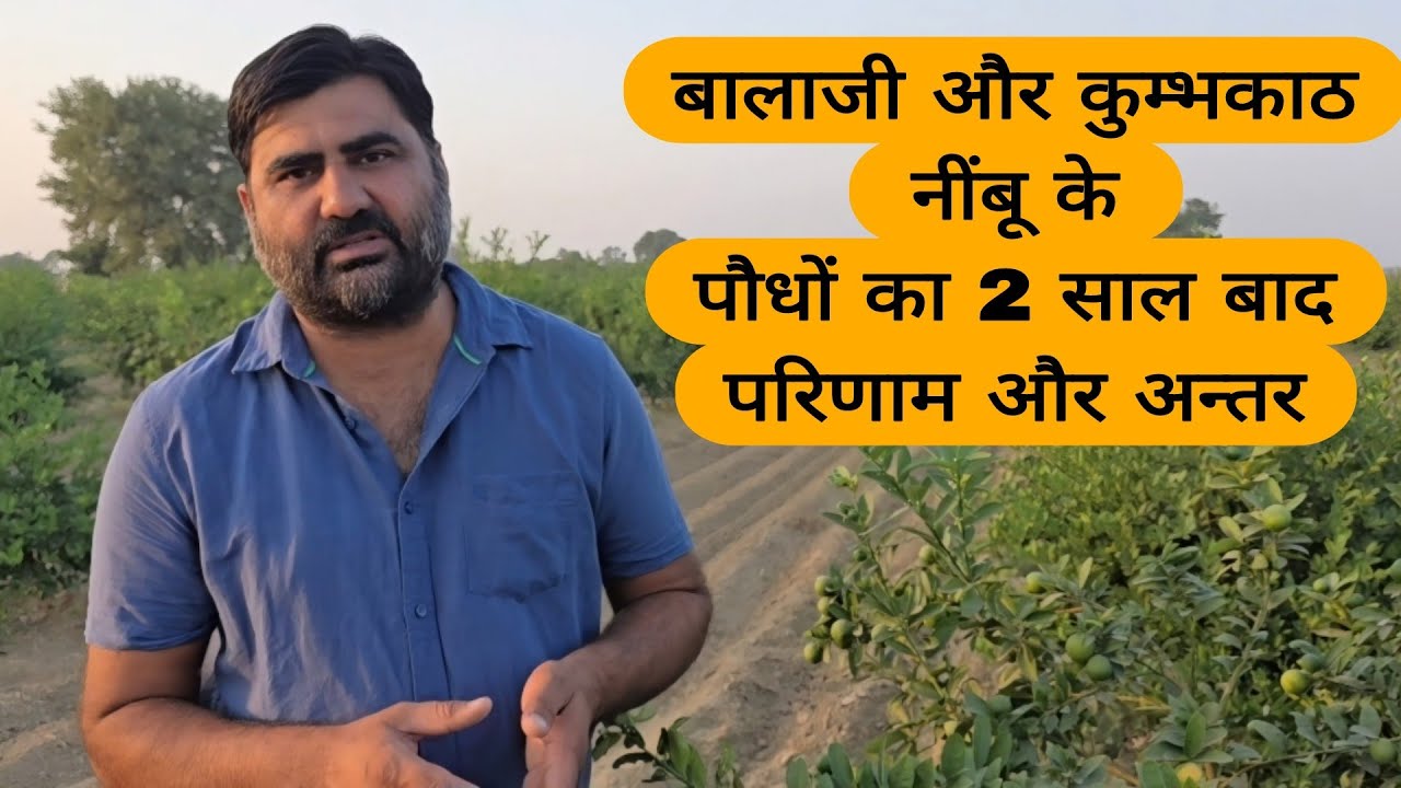 44.ऐसे करे नींबू की बागवानी.. बालाजी और कुम्भकाठ मे 2 साल के बाद परिणाम #nimbu #lime #amrud #farming