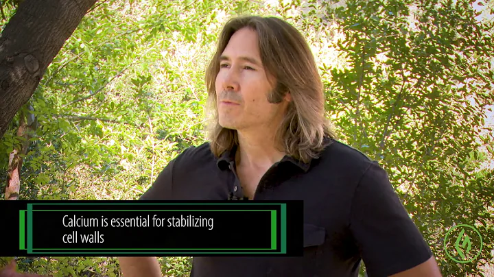 Cannabis Cultivation: The Role of Secondary Nutrients in Your Cannabis Grow / Green Flower