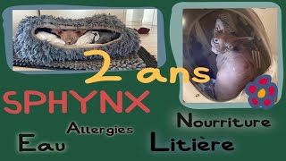 Sphynx (2 ans) Nourriture, Allergies, Sebum, Litière  ...etc (Video 12/12 by Lili B 194 views 3 months ago 26 minutes