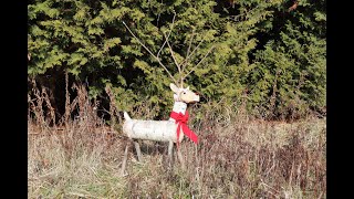 Adoring log reindeer, made from scratch. Bonus: elf caught on camera