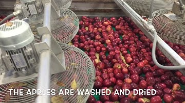 How apples go from the Orchard to the store