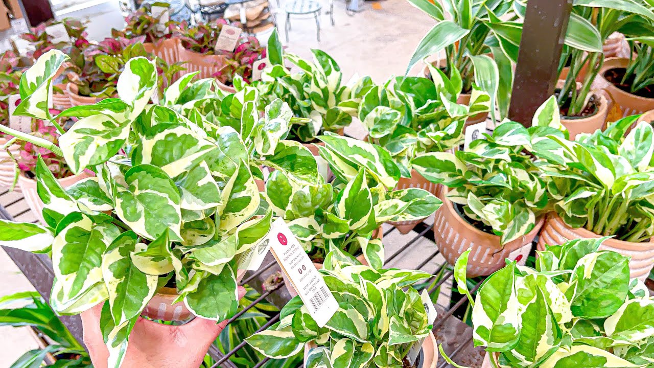 N'Joy Pothos at Lowes Spring Plant Shopping in the Big Box Store Come