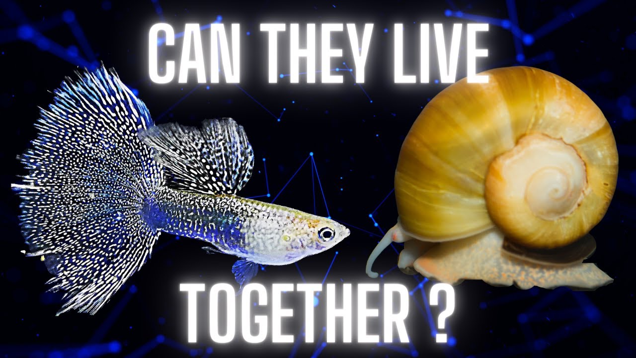 Guppies And Apple Snails – Can They Live Together ?