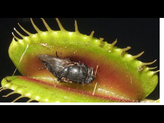 Comment les plantes carnivores digèrent-elles les insectes ?
