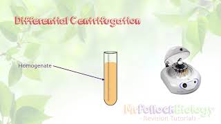 Cell Fractionation