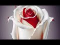 عبدالعالي انور عطشانه الماء يجري قدامي mp3