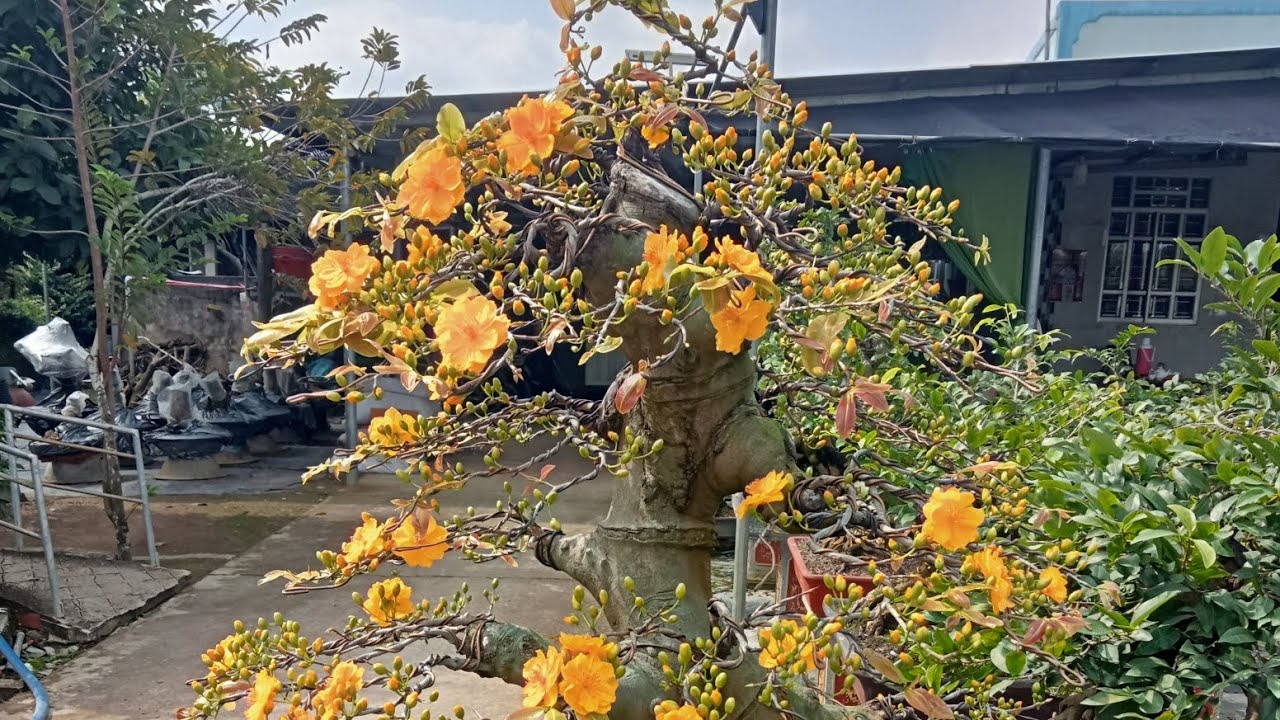 Cam thiên lộc giống khỏe bông đẹp quá anh chị 