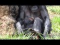 Chimpanzee Momoko and her baby Fubuki at Tama Zoo #6
