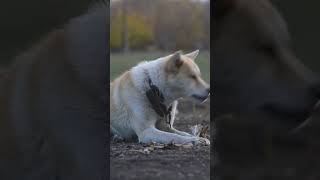 Unveiling the Akita Inu:  Japan's Majestic Breed