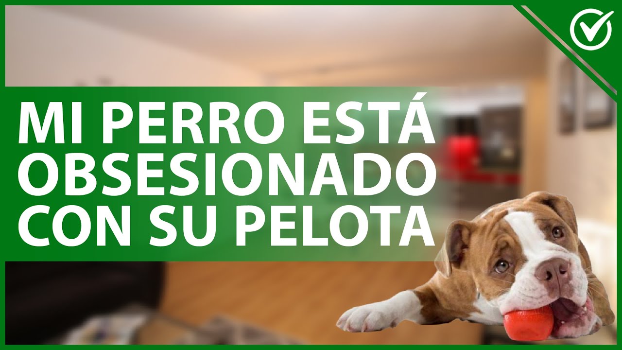 Como hacer que mi perro no juegue mordiendo