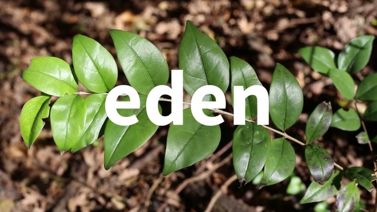 Eden - YouTube