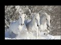 Зимняя песня новогодняя