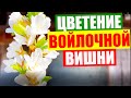 Вишня войлочная. Войлочная вишня весной. Цветущая войлочная вишня. Войлочная вишня уход.