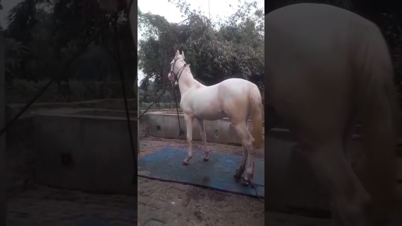 Ranvir ki masti #horse 