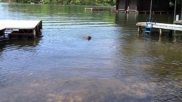 GSP - German Shorthaired Pointer Swimming and Retrieving