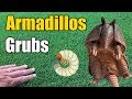 Armadillo Lawn Damage