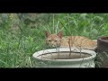 「猫たちのアパートメント」予告編