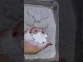 #asmr #satisfying #chalkness #oddlysatisfying #relax #chalk #oddlysatisfyingcompilation #chalks