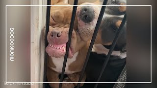 Hilarious videos of Dogs in Lockdown || Funny Quarantine Compilation || Monkoodog