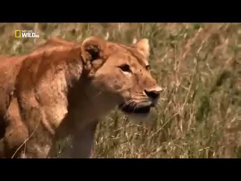Дикая пустыня Африки. Документальный фильм National Geographic