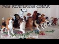 Моя коллекция собак от Safari ltd, Breyer, Bullyland