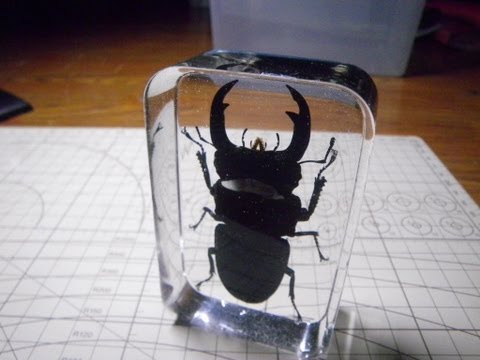 オオクワガタ樹脂標本　ぺやんぐ製作記　Let&rsquo;s make the resin specimens of stag beetle