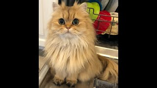 Cute Cat Videos That Will Melt Your Heart - MeowCat by MeowCat 511 views 1 year ago 3 minutes, 42 seconds