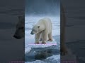 The Polar Bear's Secret Survival Strategy | Arctic Wildlife Documentary