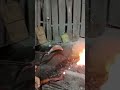 Tempering a Knife Blade 🎉 #Knife making #Tempering #Blacksmithing #shorts