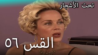 56 سنوات الضياع