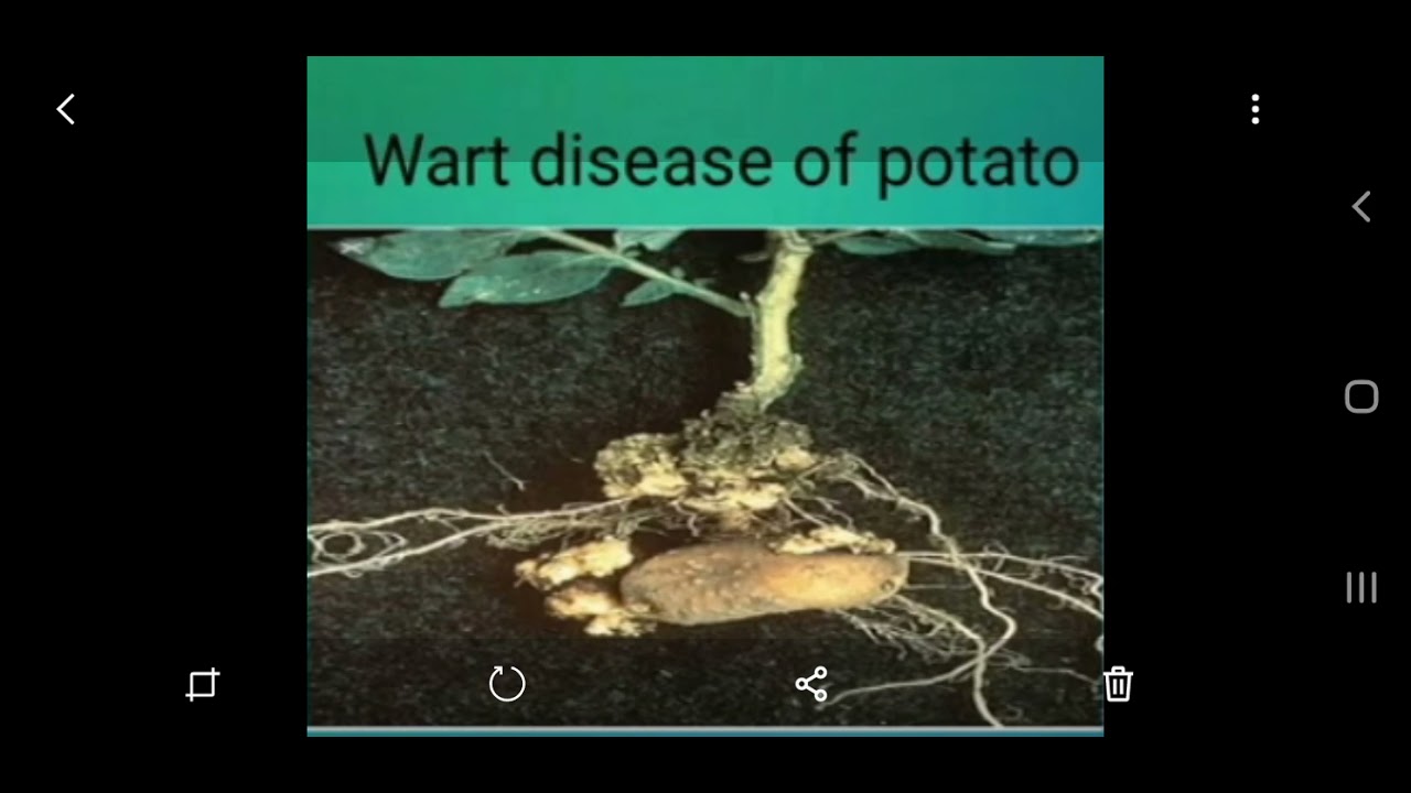 wart disease  of potato
