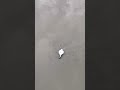 Life and death on the beach