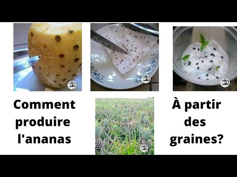 Vidéo: Comment faire pousser du Gatsania à partir de graines à la maison