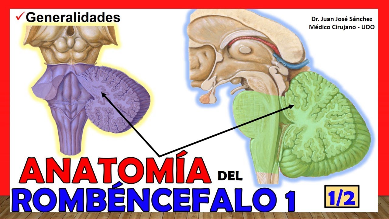🥇 Anatomía del ROMBENCÉFALO 1/2. (Cerebro Posterior) ¡Explicación Sencilla!