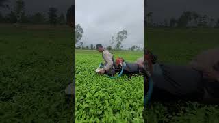tea cutting machine | tea leaf plucking machine #farming #cuttingmachine #agricultural #shortvideo