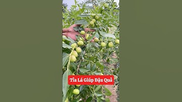 Tỉa lá giúp cây Táo Tàu ra hoa và đậu quả tốt hơn ￼👍☎️0921.826.862 #nhavuonngoclam #cayanqua