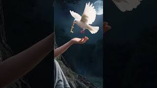 Ormandaki Yaşlı Kadın