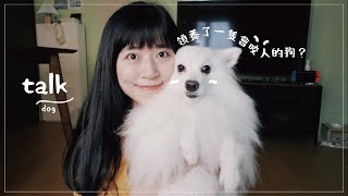 我領養了一隻神經質的狐狸犬?! ｜養了就負責牠一輩子 ... 