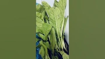 Tác dụng của rau cải xanh #duoclieu #thuocdangian