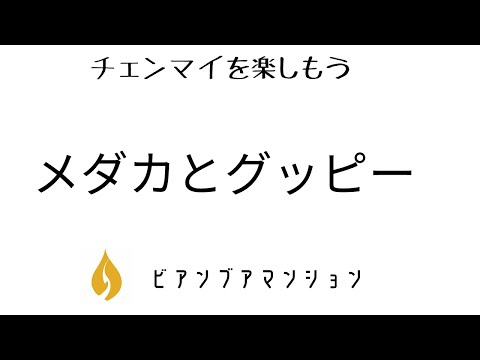 ビアンブアマンションの前のメダカの泳ぐ水槽