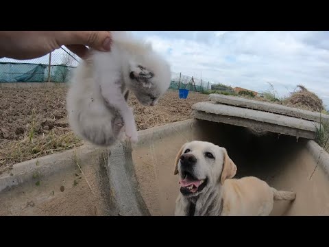Video: Recolección de mascotas: el gato sobrevive montado en el parachoques del auto, cachorro reconfortado en un dulce video