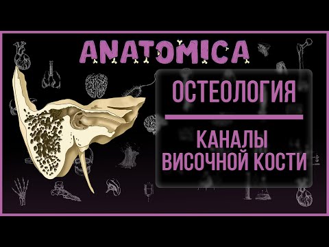 Каналы височной кости анатомия / Мозговой череп / Остеология