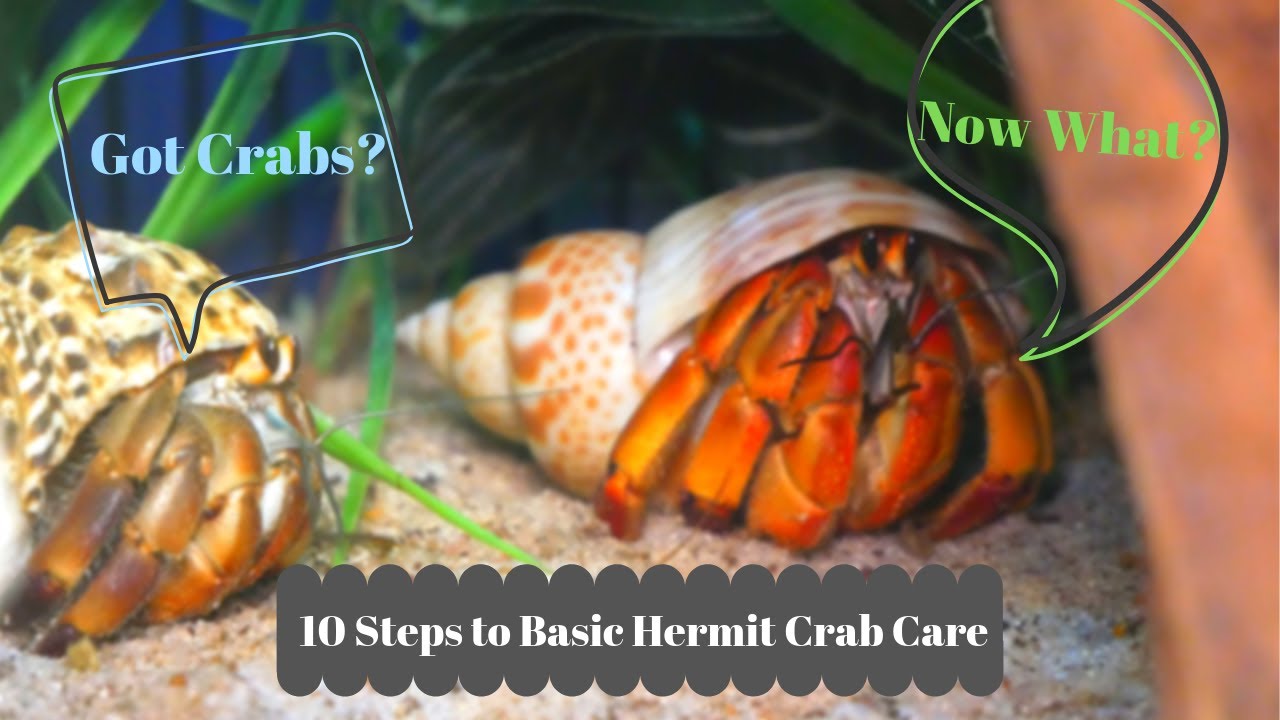 hermit crab requirements