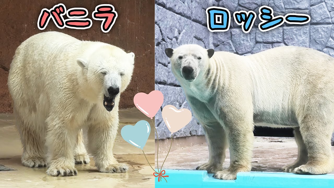 Белый медведь Росси & Ванилла