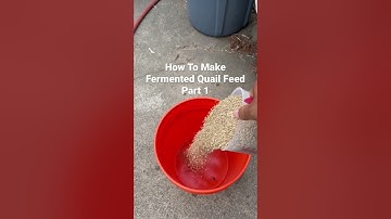 How to make fermented quail feed? #fermentedquialfeed