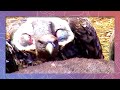 Rüppell&#39;s Vultures Battle Over Dead Carcass