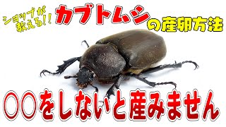 カブトムシの産卵方法【カブトムシ飼い方】