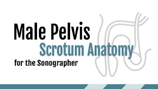 1. Scrotal Anatomy for the Sonographer