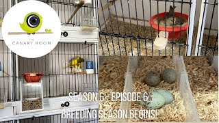 The Canary Room Season 6 Episode 6 - Breeding Season Starts!