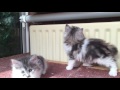 Kurilian bobtail kittens の動画、YouTube動画。